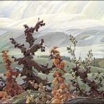 Franklin Carmichael Scrub Oaks and Maple