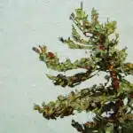 David Grieve Tree Portrait 42X42