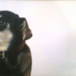 Gretta Gibney In the Doghouse Again 16x24