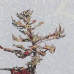 David Grieve Pine Portrait 6 36x36