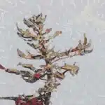 David Grieve Pine Portrait 6 36x36