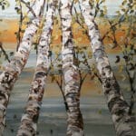 Maya Eventov Looking Up Gray Birch 60x40 COMMISSION