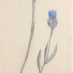 Fiona Hoop Cornflower Iris II 60x6