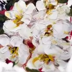 Elena Henderson White Desires Series 32 16x16